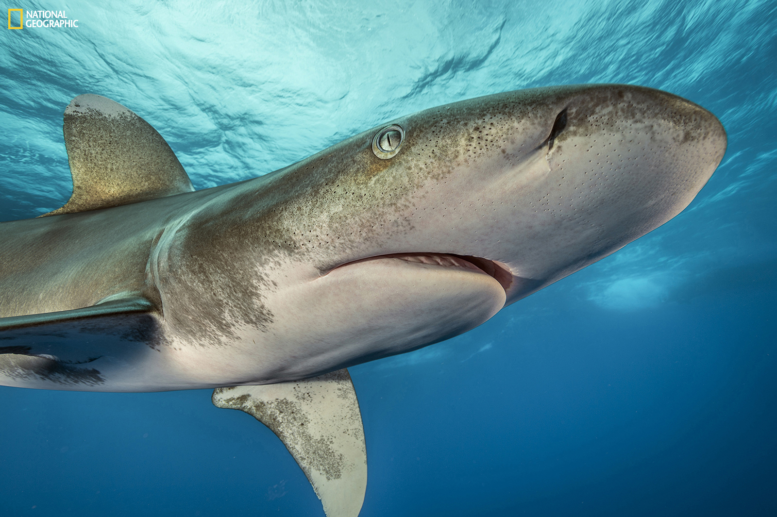 02_National Geographic Sharks Brian Skerry MM8288 - Texas State Aquarium