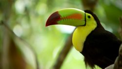 Toucan in the jungle