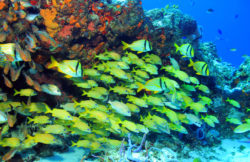Coral Reef Porkfish and French Grunts