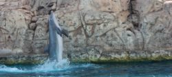 Dolphins Show at Texas State Aquarium