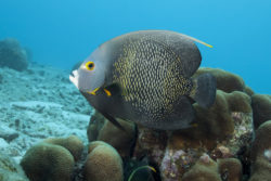 Coral Reef French Anglefish