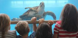 4 kids learn about sea turtle