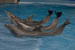 Dolphins posing