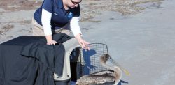 Second Chances Brown Pelican Release