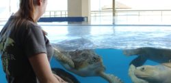 Volunteer feeds the sea turtle