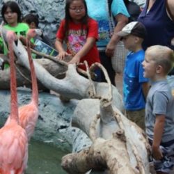 Boy looks at the flamingo