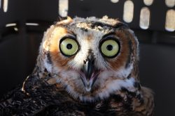Current Events - Owls
