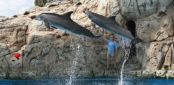 Dolphins show at Texas State Aquarium
