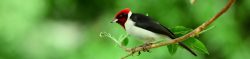 Jungle Red Capped Cardinal