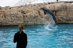 Sarah trains the Dolphin