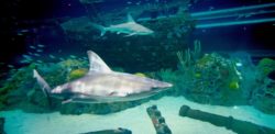 2 sharks swimming in Caribbean Sea Exhibit