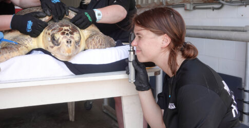 Numerous Large Endangered Sea Turtles Admitted to Texas State Aquarium’s Wildlife Rescue Center Image of Numerous Large Endangered Sea Turtles Admitted to Texas State Aquarium’s Wildlife Rescue Center
