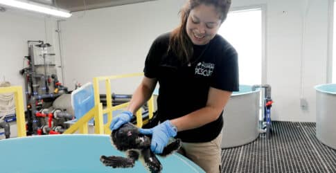 Image of Visitors can soon watch sea turtles, other coastal wildlife receive care at Texas rescue center 