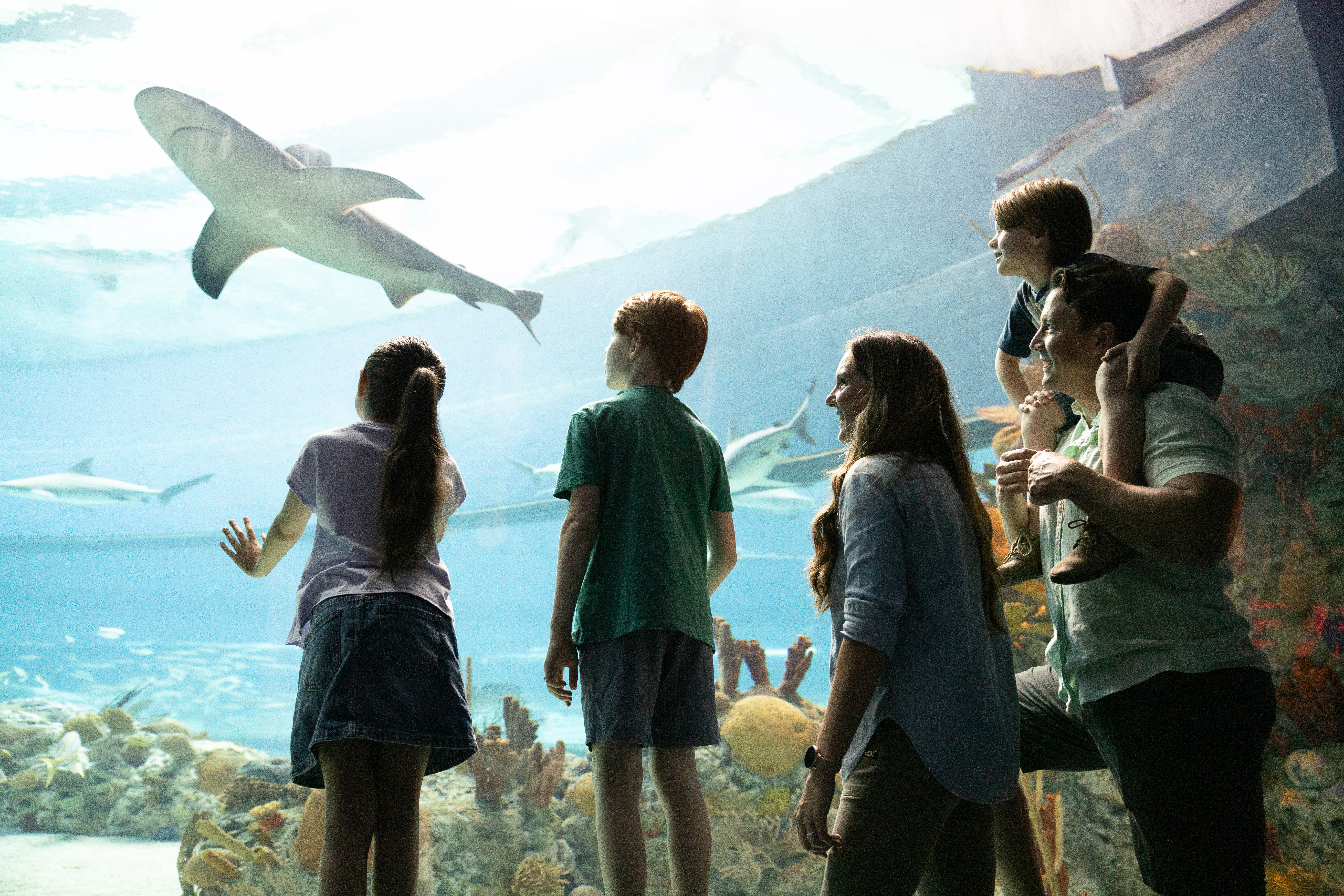 Texas State Aquarium Welcomes Guests for Memorial Day Weekend with Extended Hours, Added Presentations, and a New 4D Film Image of Texas State Aquarium Welcomes Guests for Memorial Day Weekend with Extended Hours, Added Presentations, and a New 4D Film