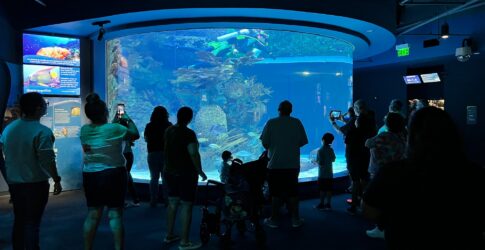 “Dream Night” For Families with Special Needs Held at the Texas State Aquarium Image of “Dream Night” For Families with Special Needs Held at the Texas State Aquarium