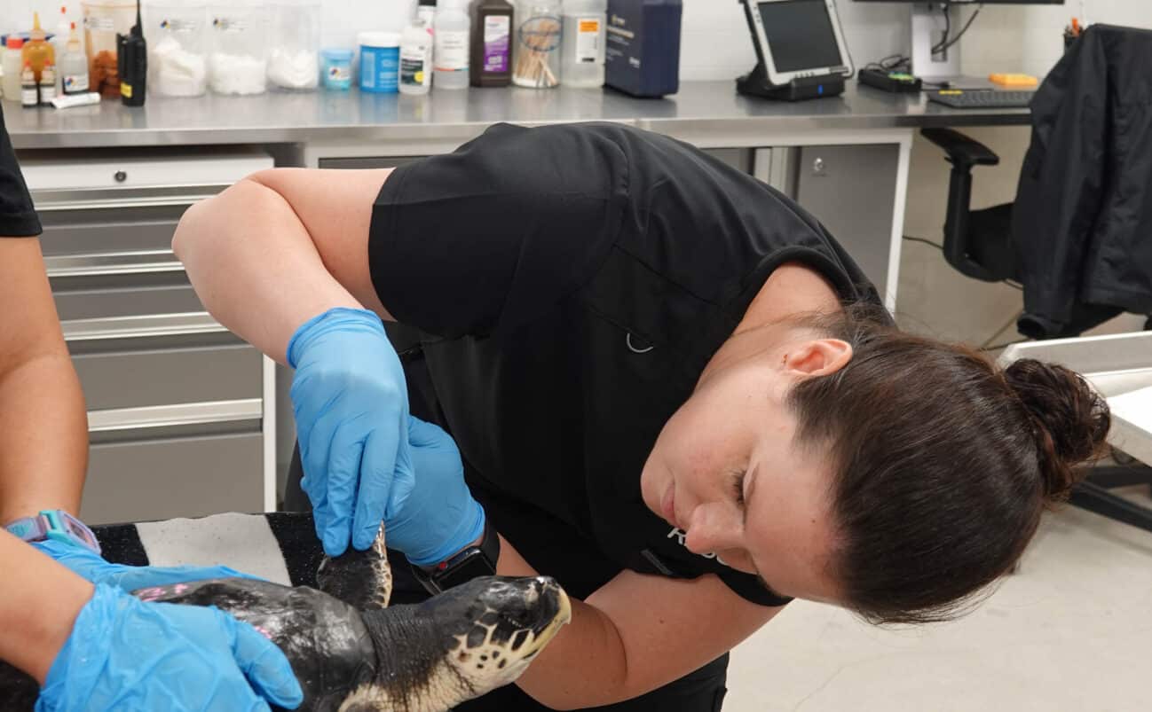A veterinarian wearing blue gloves examines a sea turtle on a black towel in a clinical setting with medical supplies, a computer, and other equipment in the background.