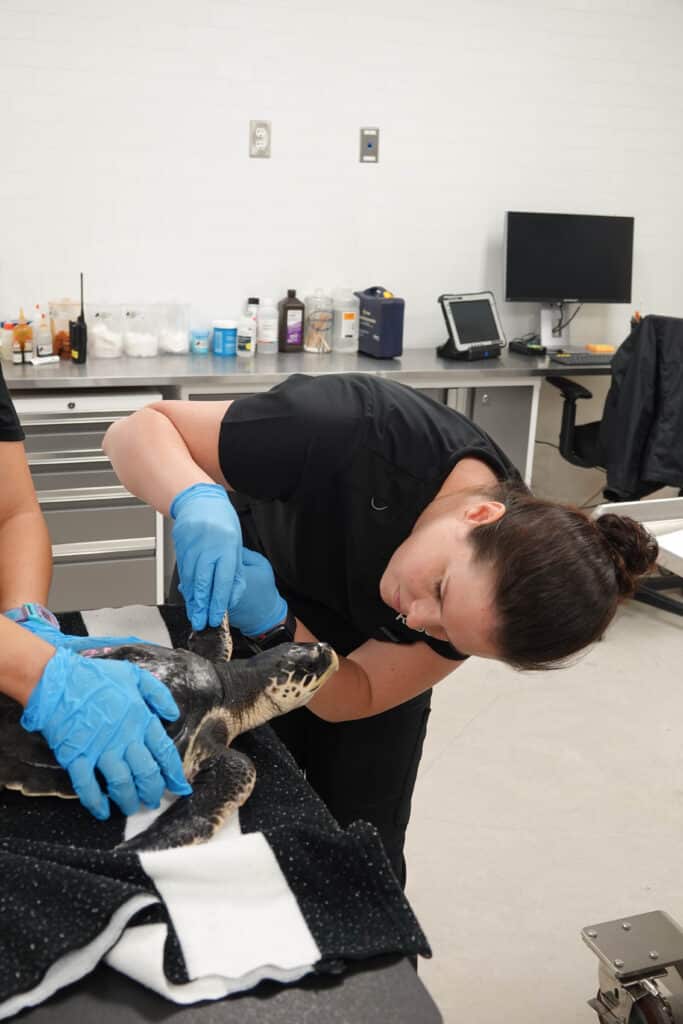 A veterinarian wearing blue gloves examines a sea turtle on a black towel in a clinical setting with medical supplies, a computer, and other equipment in the background.