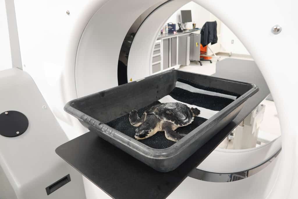 A small sea turtle lies in a black plastic tray, positioned inside a medical scanner, likely for a veterinary imaging procedure in a clinical setting.