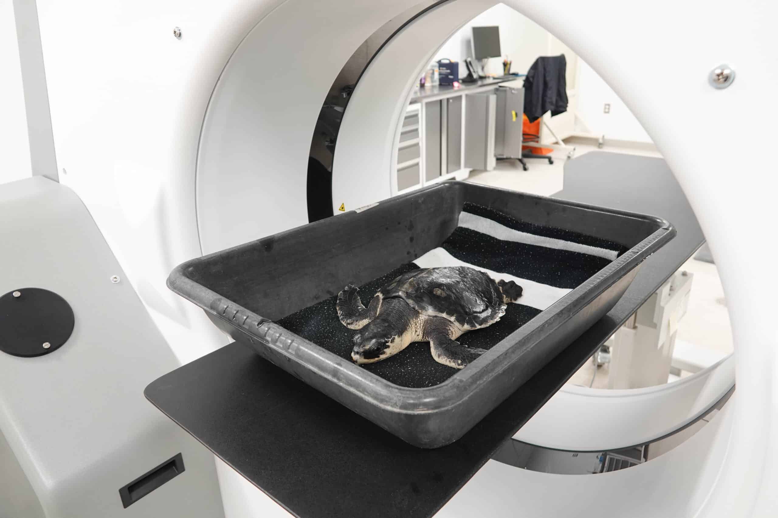 A small sea turtle lies in a black plastic tray, positioned inside a medical scanner, likely for a veterinary imaging procedure in a clinical setting.