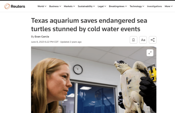 A woman examines an endangered sea turtle at an aquarium. The turtle appears to be recovering from cold water events. Laboratory equipment and a clock are visible in the background.