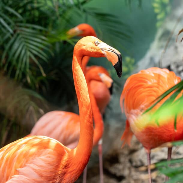 Caribbean Flamingo standing among a flock at the Texas State Aquarium