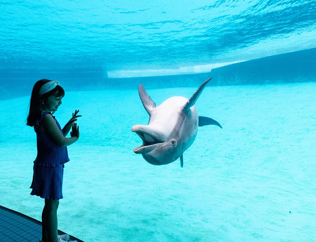 Young girl smiling at a Bottlenose Dolphin swimming upside down in an aquarium habitat