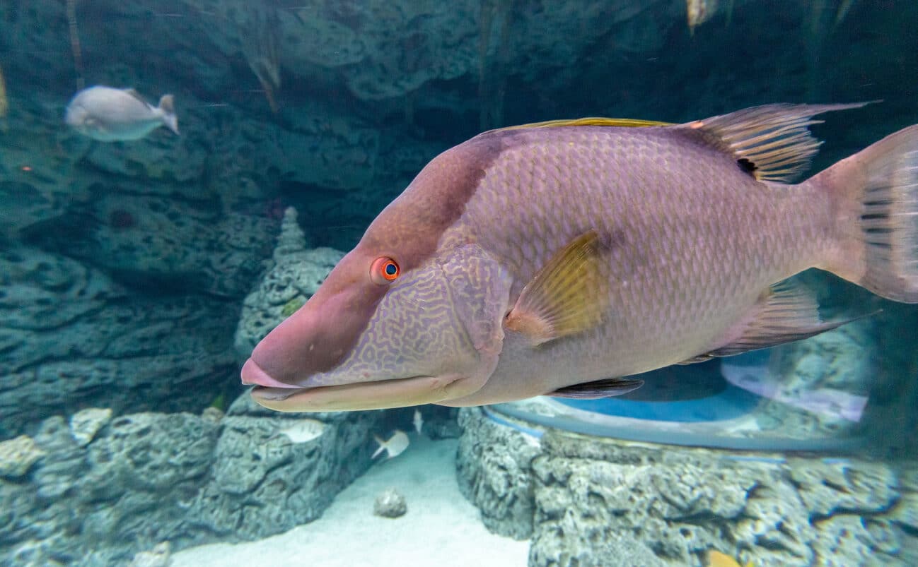 Hogfish swimming in an aquarium habitat