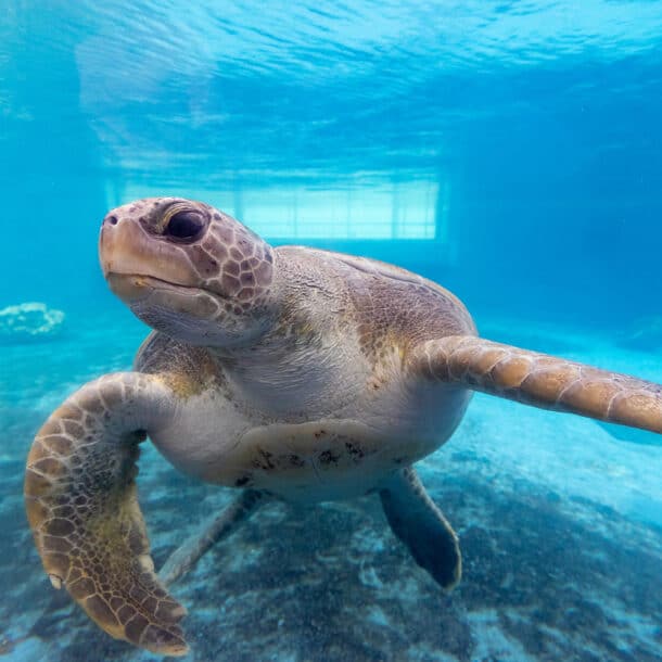Turtle swimming in an aquarium exhibit