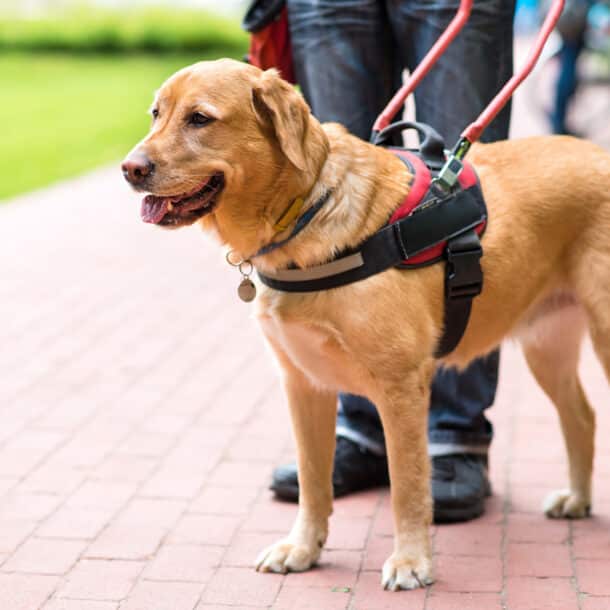 Guide dog