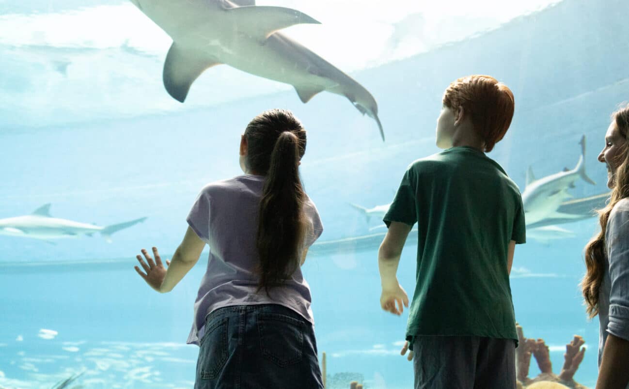 Family looking at sharks