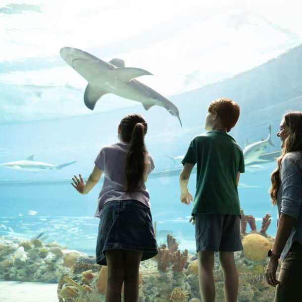 kids looking at a shark at the Texas State Aquarium