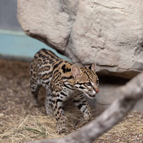 Ocelots