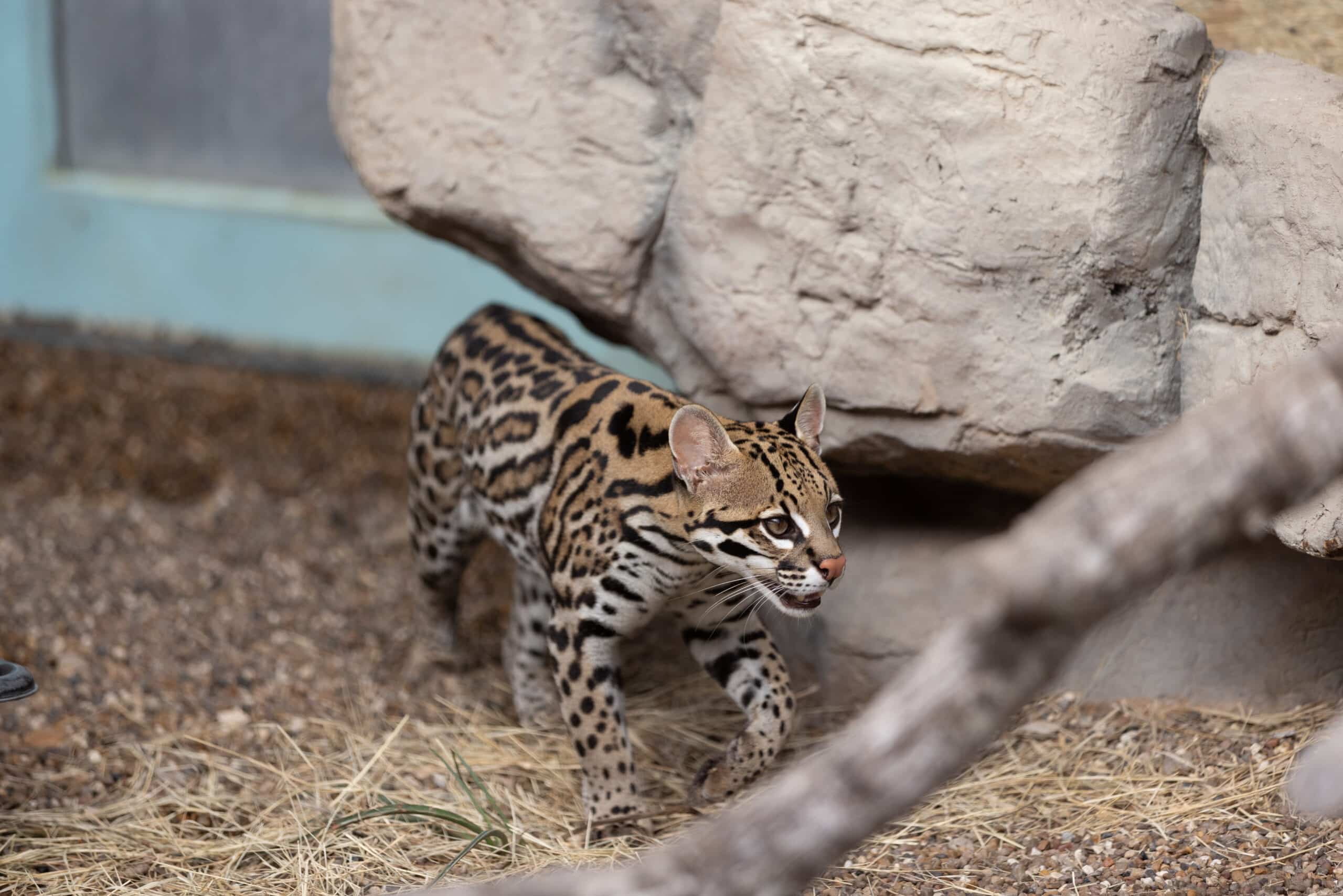 Image of Ocelots