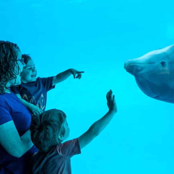Family looking at dolphin
