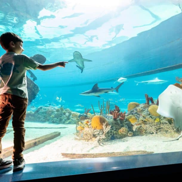Kid pointing to stingray at the Texas State Aquarium