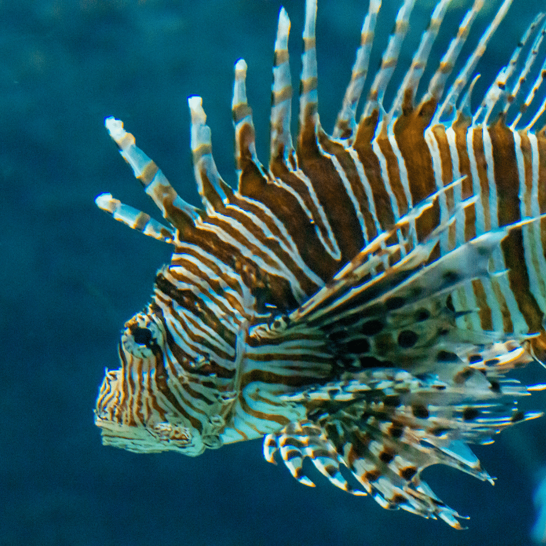 Image of Lionfish