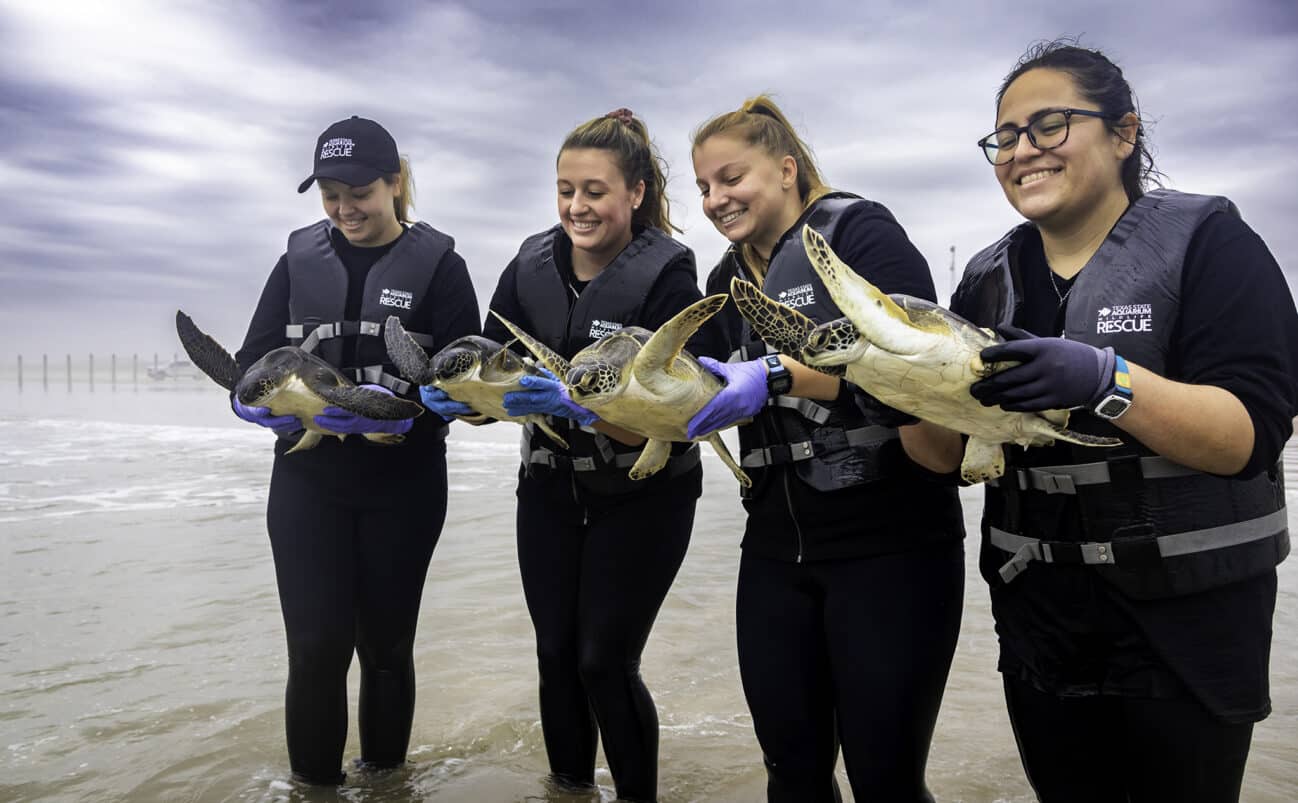 Sea turtle release