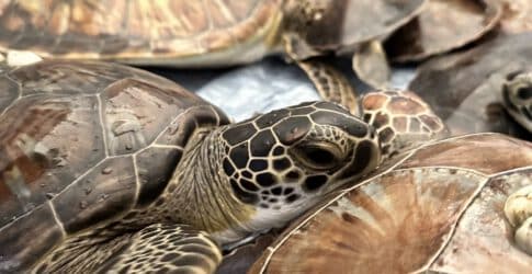 Image of Texas State Aquarium Wildlife Rescue Team Successfully Treats and Releases Over 275 Cold-Stunned Sea Turtles