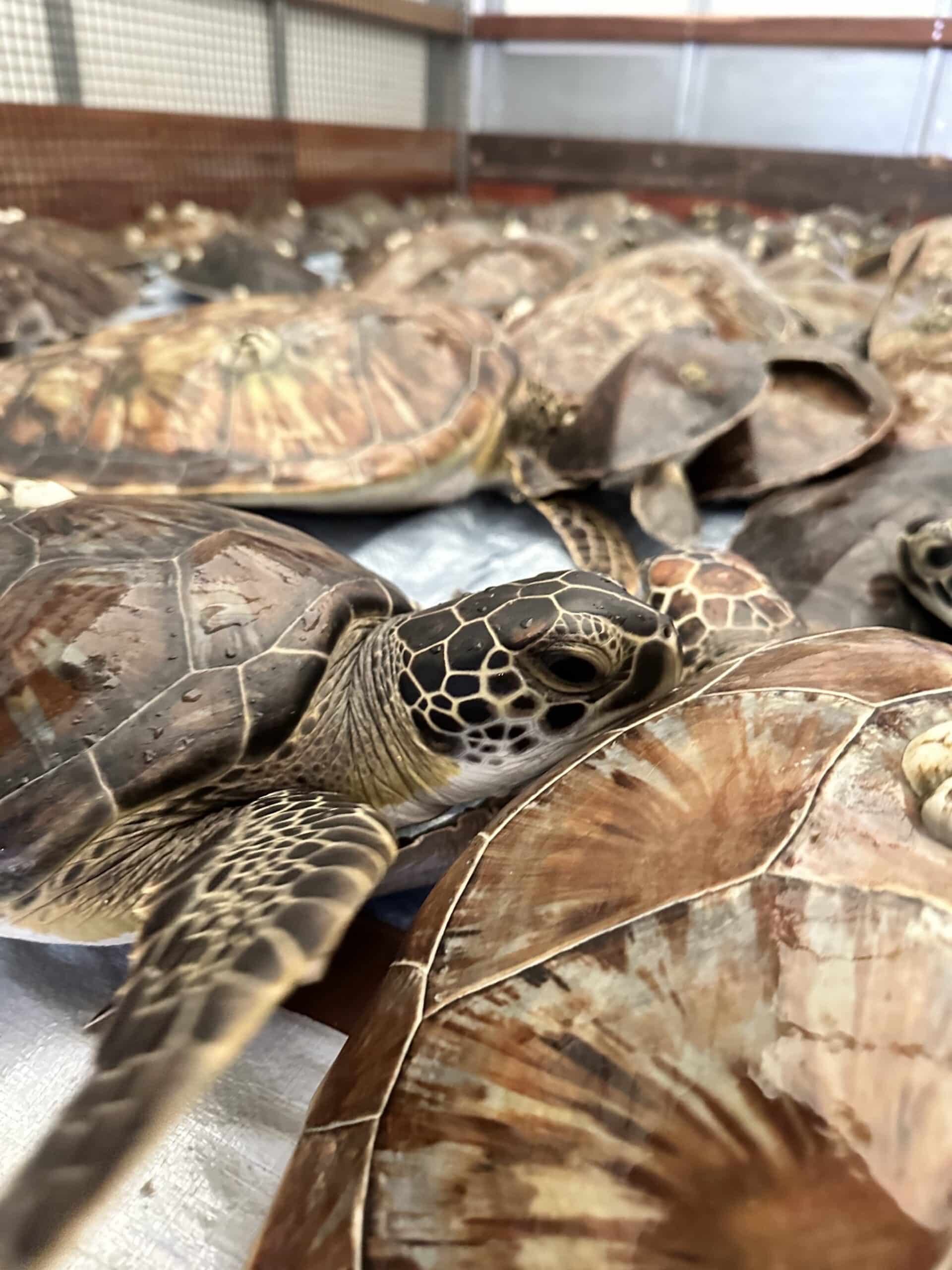 A group of sea turtles, closely packed together, rest on a light-colored surface inside an enclosure with mesh sides. The focus is on one turtle in the foreground facing the camera.