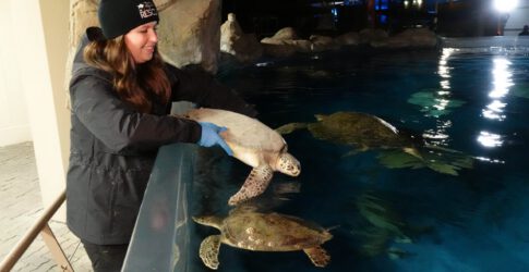 Image of Texas State Aquarium Releases 73 Endangered Sea Turtles Back to the Ocean