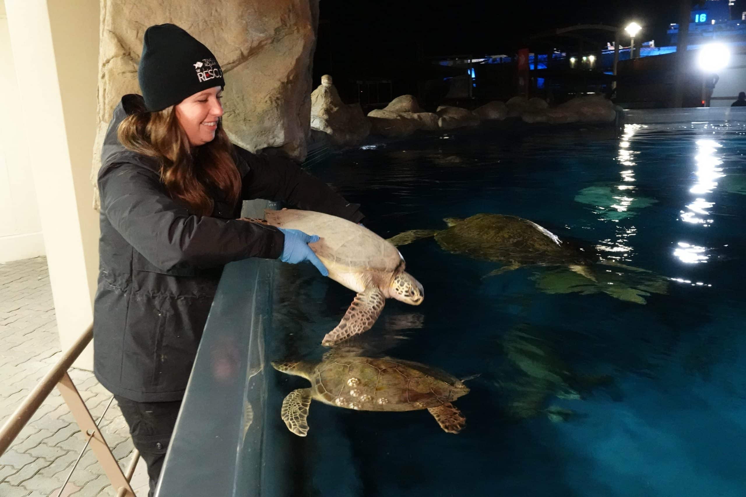 A woman in a black hat and gloves holds a sea turtle over the edge of an aquarium tank, smiling, with other sea turtles swimming in the water below at night.