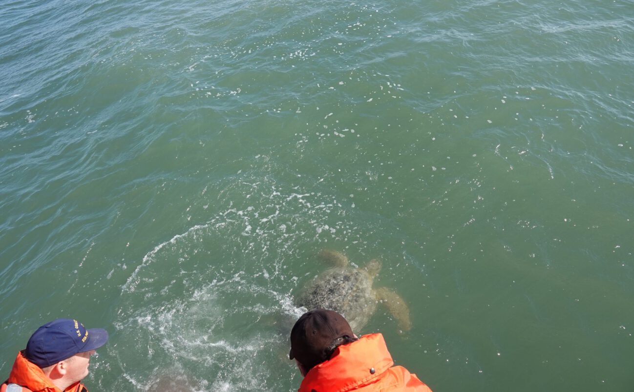 Two people in orange life jackets look at a sea turtle swimming near the surface of greenish water. The turtle is partially visible, with its head and shell above water, and some splashes surround it.