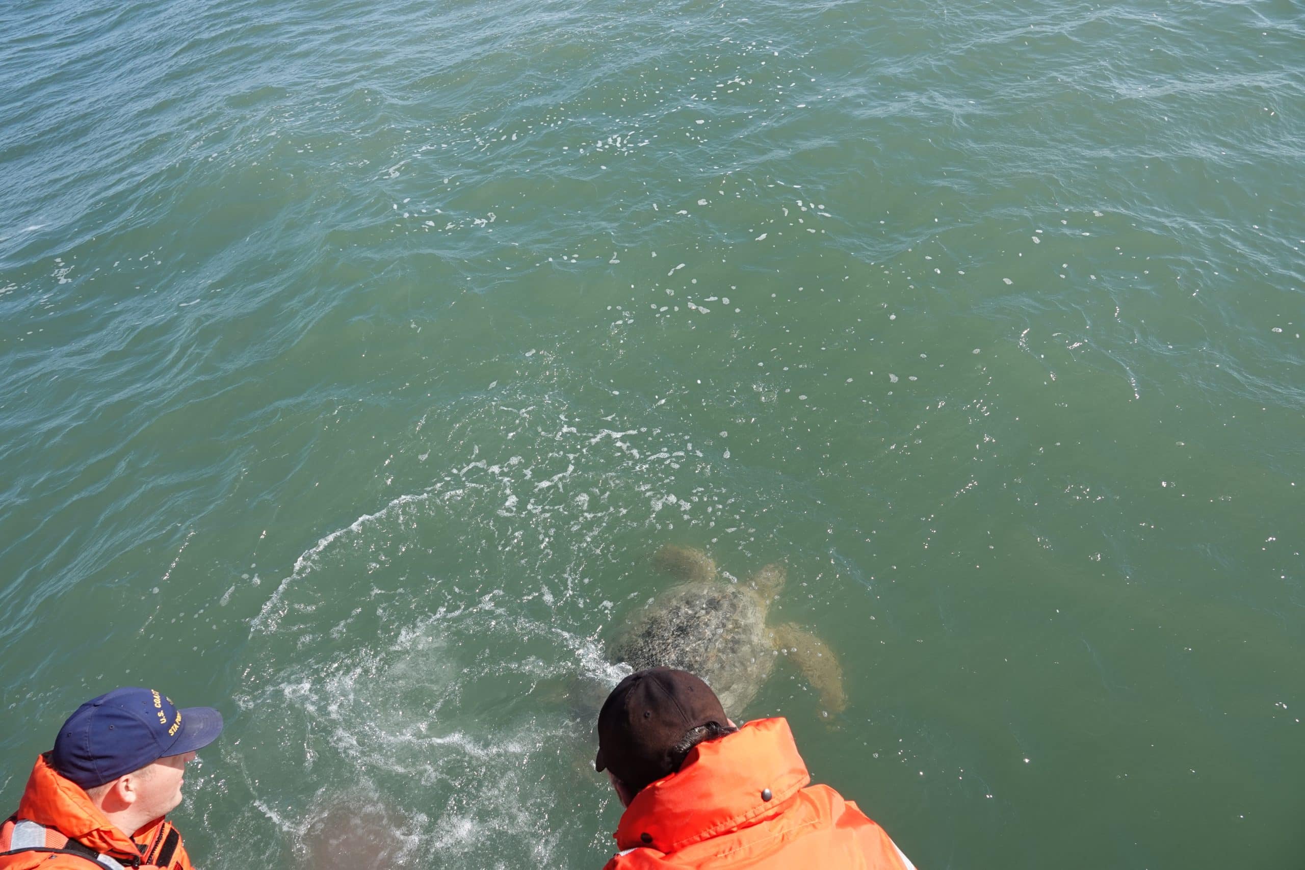 Two people in orange life jackets look at a sea turtle swimming near the surface of greenish water. The turtle is partially visible, with its head and shell above water, and some splashes surround it.