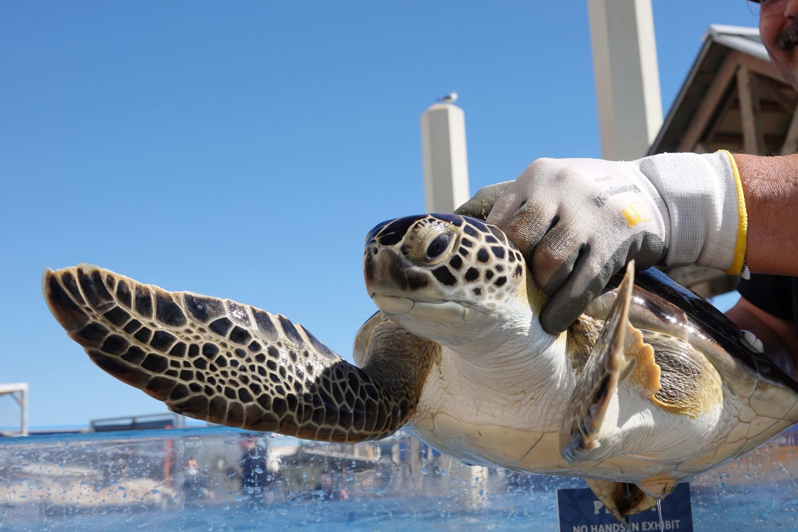 A person wearing gloves gently holds a sea turtle above a clear water tank outdoors, with blue sky and buildings in the background. The turtles flippers are spread wide.