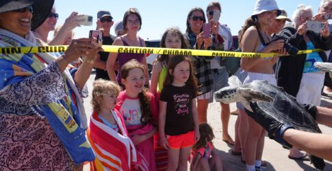 Image of TSA Releases 10 of the 11 Kemp’s Ridley Cold-Stunned Turtles