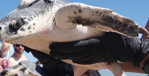 Image of Texas State Aquarium Releases Cold-Stunned New England Kemp’s Ridley Sea Turtles