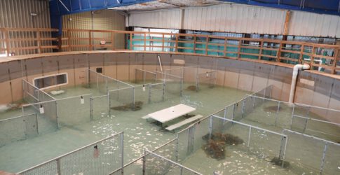 Numerous Large Endangered Sea Turtles Admitted to Texas State Aquarium’s Wildlife Rescue Center Image of Numerous Large Endangered Sea Turtles Admitted to Texas State Aquarium’s Wildlife Rescue Center