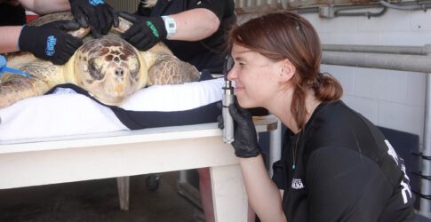 Help the Loggerheads Image of Help the Loggerheads