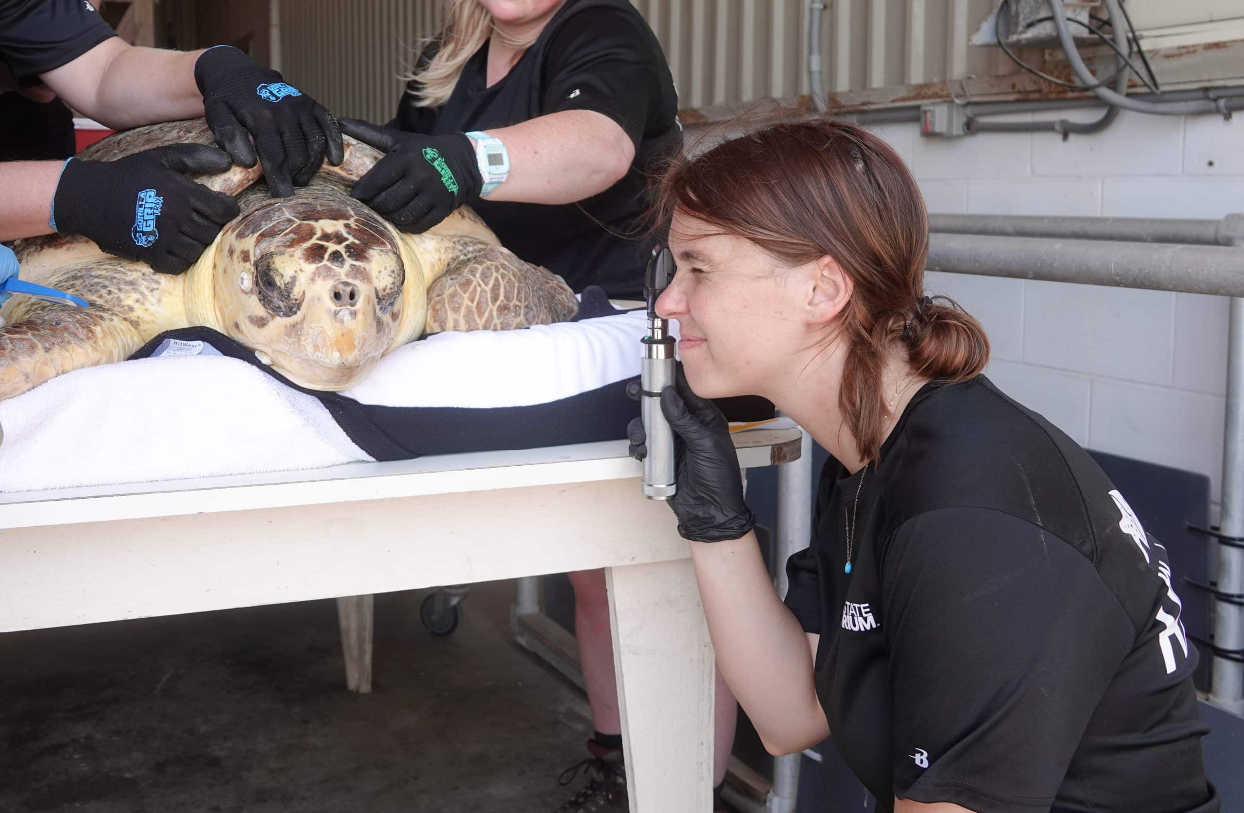 A sea turtle lies on a towel-covered table while three people, wearing gloves, attend to it; one woman uses a handheld device to examine the turtle’s face in a clinical setting.