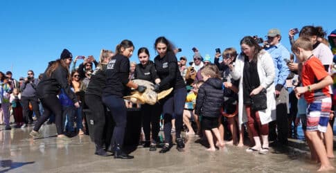 Image of Texas State Aquarium Releases Nine Endangered Loggerhead Sea Turtles